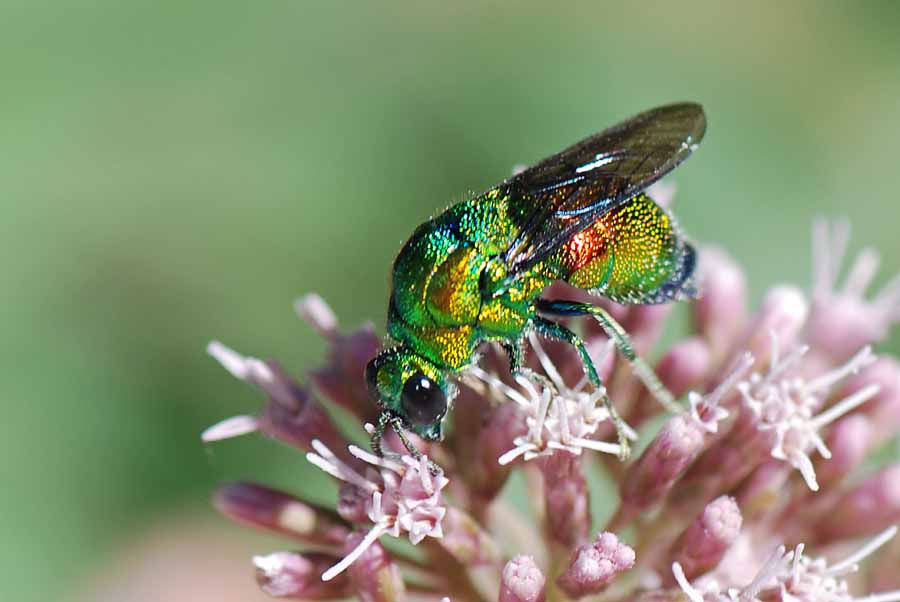 Spendido Chrysididae da ID: Stilbum cyanurum